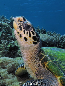 "Who are you...?" - a surprised young hawksbill turtle ch... by Andre Philip 